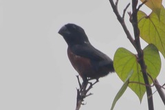 Sporophila angolensis