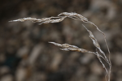 Oryzopsis coerulescens
