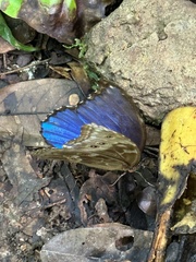 Morpho menelaus