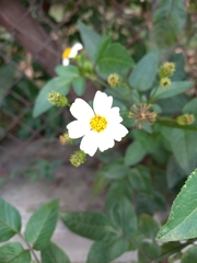 Bidens alba