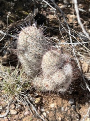 Mammillaria grahamii