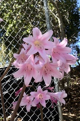 Amaryllis belladonna