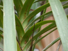 Cordyline stricta