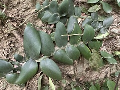 Rhaphidophora hongkongensis