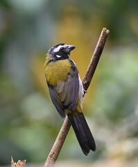 Saltator atripennis