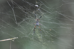 Trichonephila inaurata madagascariensis