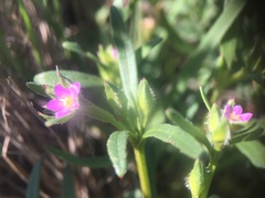 Calandrinia menziesii