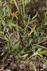 Lobularia maritima maritima