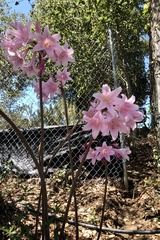 Amaryllis belladonna