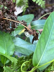 Euploea core corinna