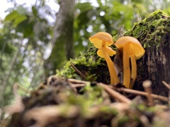 Tricholomopsis aurea