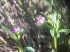 Calandrinia menziesii