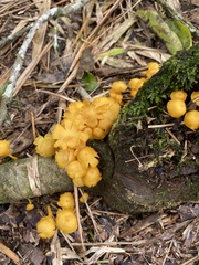 Tricholomopsis aurea
