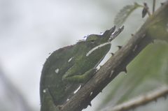 Furcifer willsii