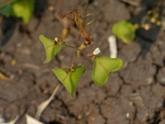 Cardiospermum halicacabum