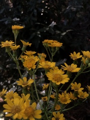 Packera toluccana