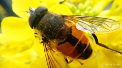 Eristalis bogotensis