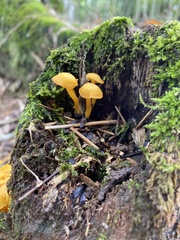Tricholomopsis aurea