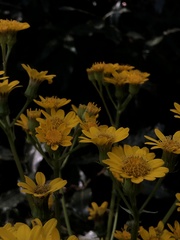 Packera toluccana