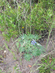 Lupinus cosentinii