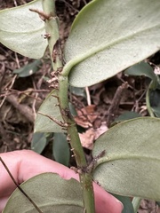 Rhaphidophora hongkongensis