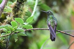 Boissonneaua flavescens