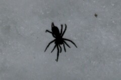 Microhexura idahoana