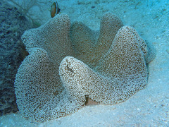 Stichodactyla haddoni