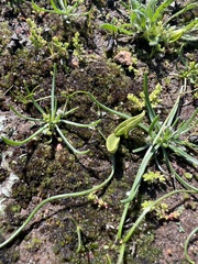 Geothallus tuberosus