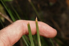 Lomandra fluviatilis