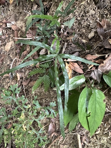 Pteris cadieri iNat (1)