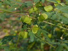 Cardiospermum halicacabum