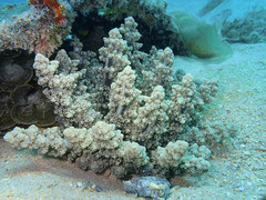 Actinodendron alcyonoideum