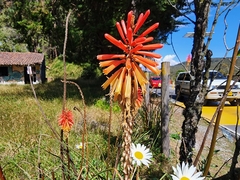 Kniphofia uvaria