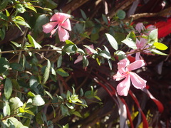 Bauhinia monandra