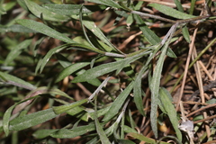 Lobularia maritima maritima