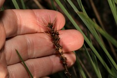 Lomandra fluviatilis