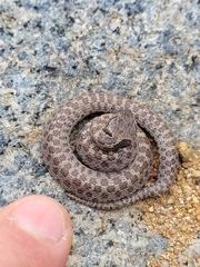 Hypsiglena ochrorhynchus