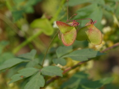 Cardiospermum halicacabum