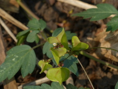 Cardiospermum halicacabum