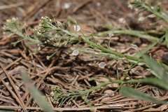 Lobularia maritima maritima
