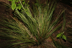 Lomandra fluviatilis