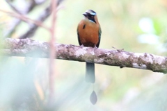 Momotus subrufescens