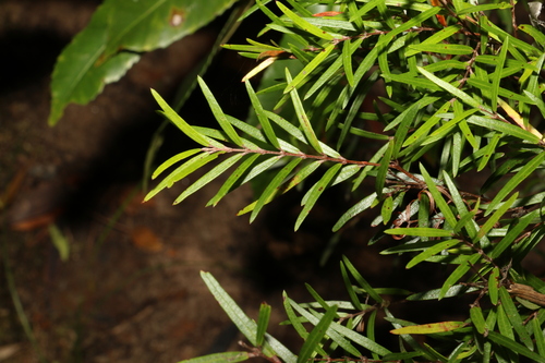 Image of Austromyrtus tenuifolia by (c) Greg Tasney, some rights reserved (CC BY-SA)