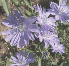 Cichorium intybus