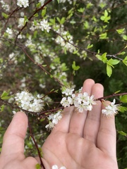 Prunus umbellata