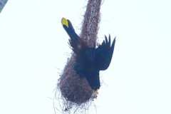 Psarocolius decumanus