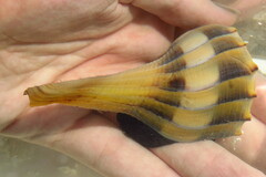 Sinistrofulgur sinistrum