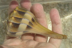 Sinistrofulgur sinistrum