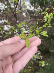 Prunus umbellata